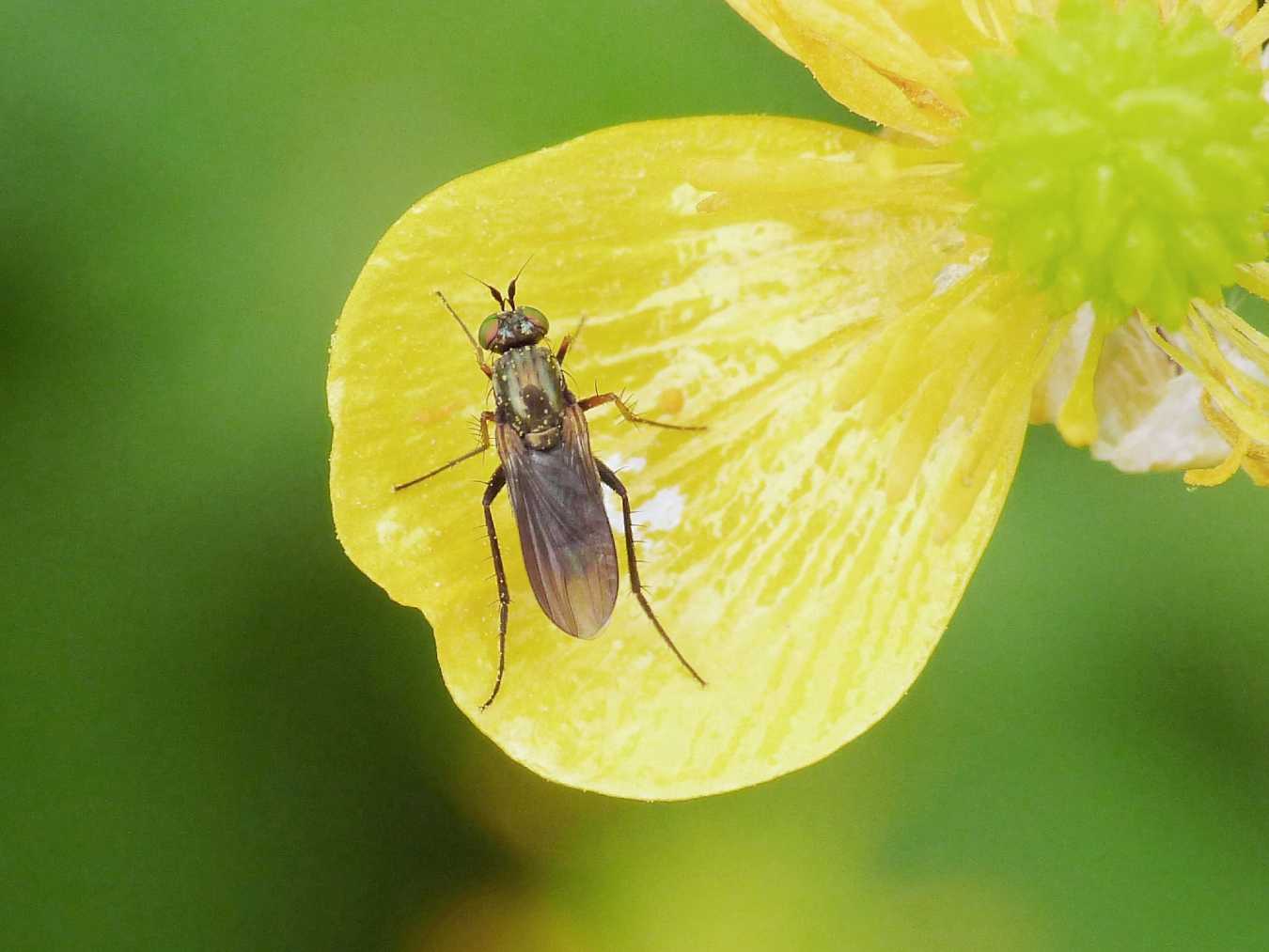 Moschina brillante: Dolichopodidae, cfr Dolichopus